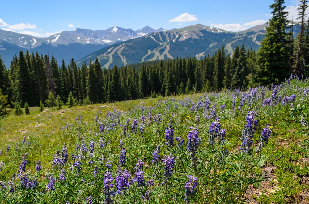 Wildflowers in a Copper Mountain field during summer