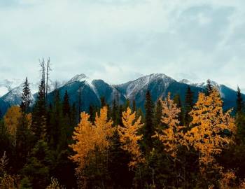 Colorful trees in front of a mountain view