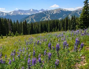 Wildflowers in a Copper Mountain field during summer