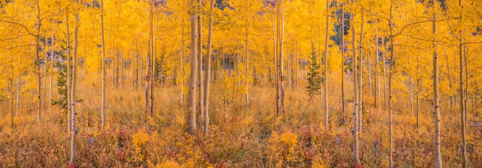 aspen trees in the fall