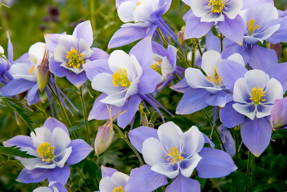 Colorado Columbine Wildflowers