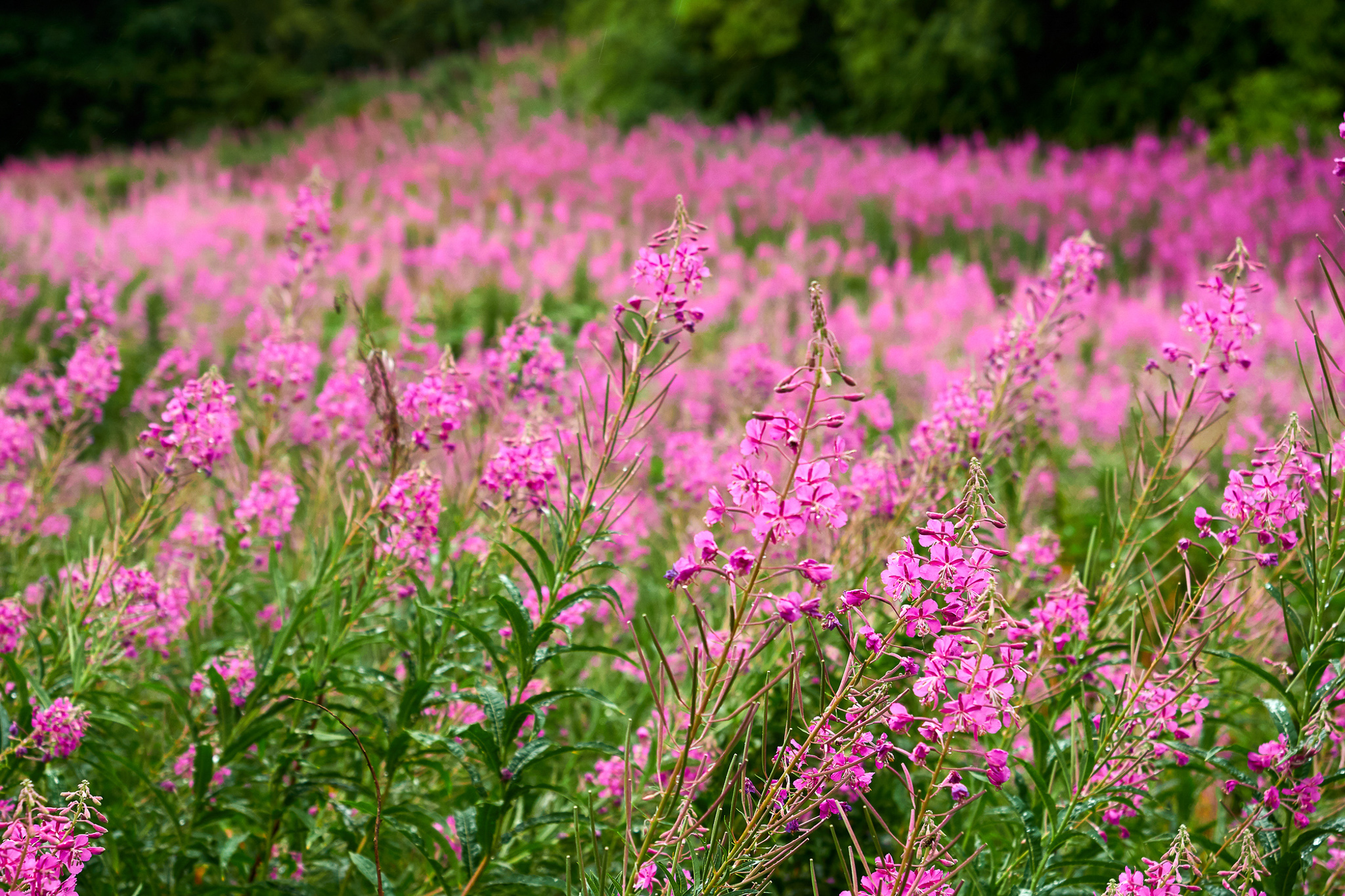 Field Of Fireweed Wildflowers In Colorado