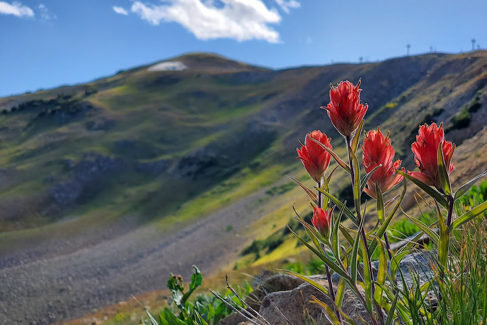 Indian Paintbrush Wildflower Near The Top Of A Colorado Peak