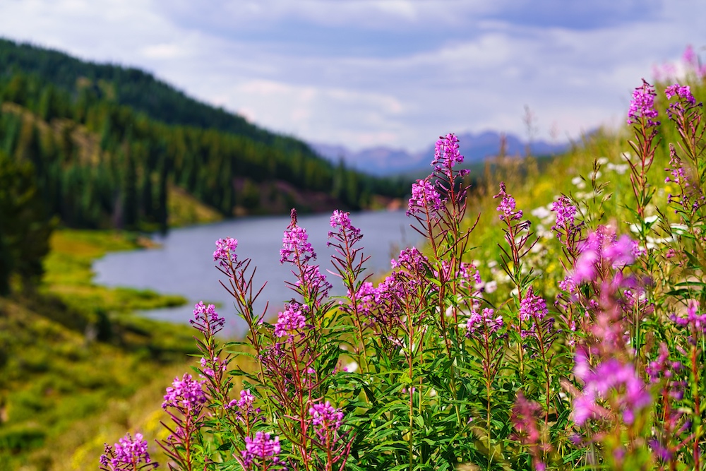 Summer Views In Summit County, CO