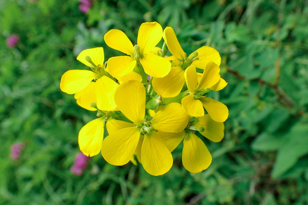 Westen Wallflowers In Colorado